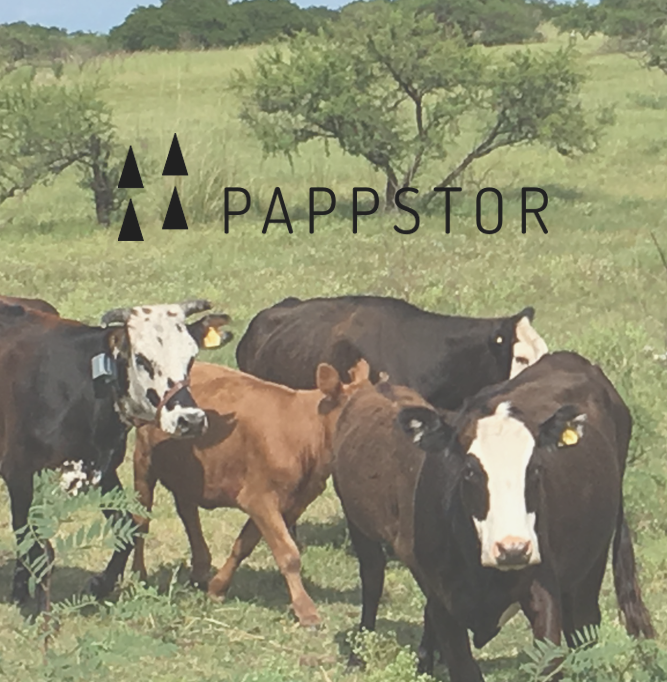 pappstor pappstor